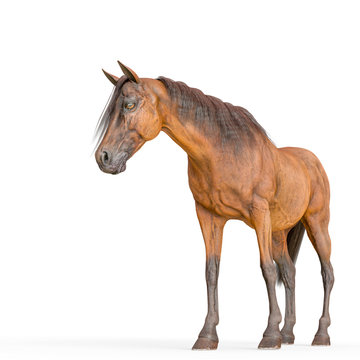 horse standing in a white background