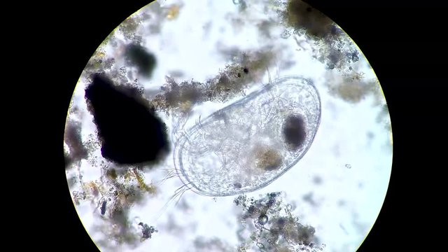 Podocopida or seed shrimp micro crustacean swimming through soil material