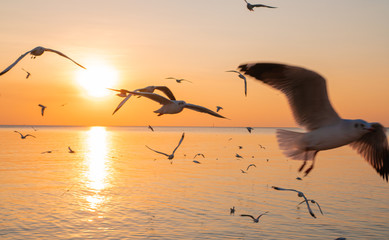 Flock of seagulls with yellow and orange sunset. Bright summer day. Vacation time. almost silhouette