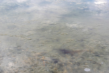 frozen water surface with huge crystals