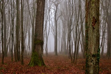 Forêt dans le brouillard de l'hiver.