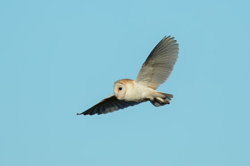 Barn Owl Flying