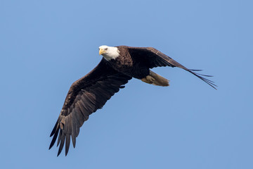 Bald Eagle Flying