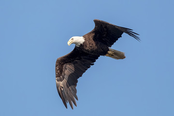 Bald Eagle Flying