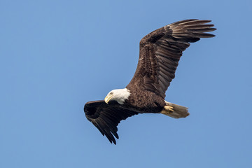 Bald Eagle Flying