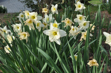 Fototapeta premium Daffodil garden