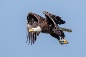 Bald Eagle Flying
