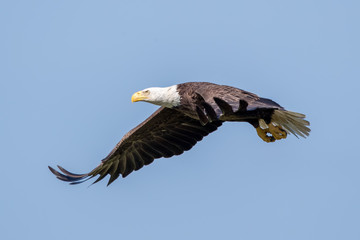 Bald Eagle Flying