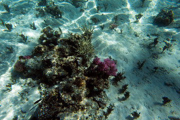 View of coral reef