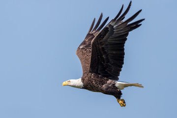 Bald Eagle Flying