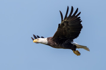 Bald Eagle Flying
