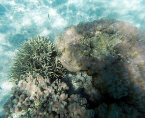View of coral reef