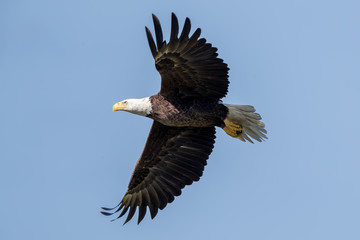 Bald Eagle Flying