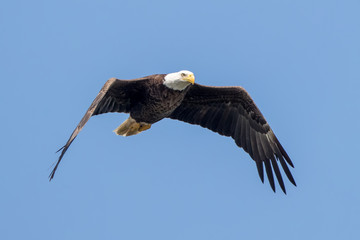 Bald Eagle Flying