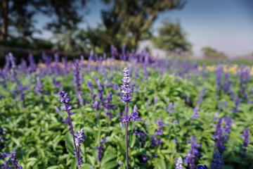 Fototapeta na wymiar Blue salvia flowers in the garden