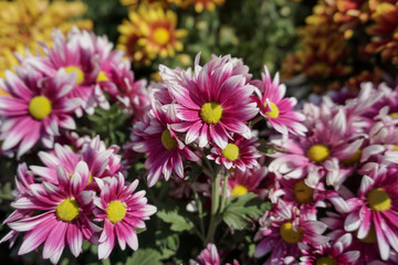 Obraz premium Close-up pink chrysanthemum flowers in bloom