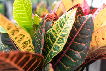 Croton © Annora