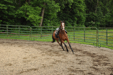 Horse lunging