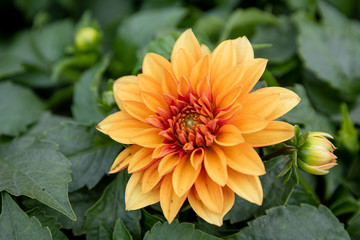Dahlia