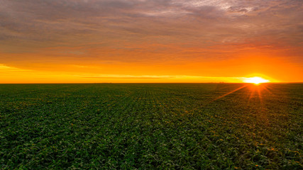 Beautiful soy crop, horizon with sunset - HDR.