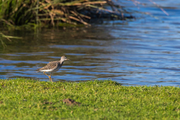 Wood sandpiper (Tringa glareola)