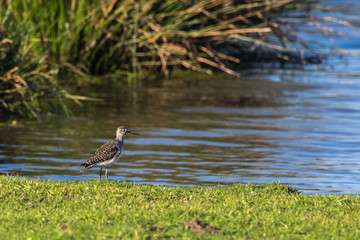 Fototapeta premium Wood sandpiper (Tringa glareola)