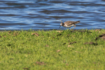 Wood sandpiper (Tringa glareola)