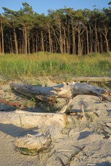 Treibholz am Weststrand auf dem Darß