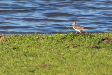 Wood sandpiper (Tringa glareola)
