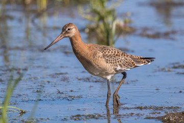 Black Tailed Godwit in Water