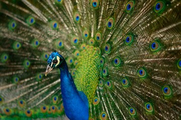 Fototapeta na wymiar peacock with colourful feathers out