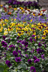 Pansies