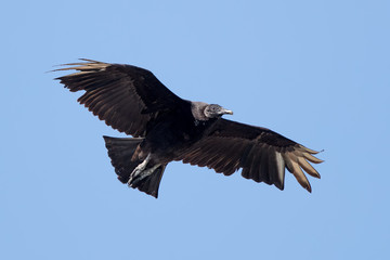Black Vulture Flying