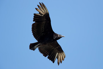 Black Vulture Flying