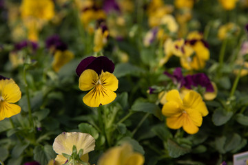 Pansies