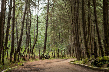 Fototapeta premium bosque michoacan