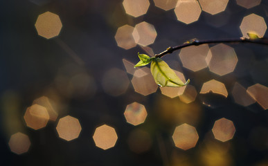 Close-up view of leaves and twig on rainy day