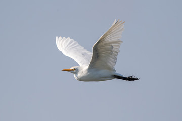 Cattle Egret Flying