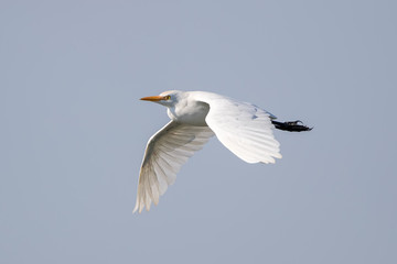 Cattle Egret Flying