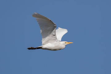 Cattle Egret Flying