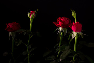 bouquet of beautiful rose close-up on a black background