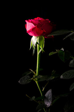 beautiful rose close up on a black background