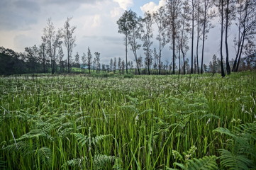 wilderness with the dominance of trees, grass and other plants in the mountains
