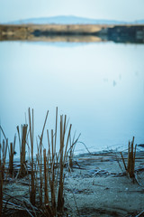 Abstract grass with blue background