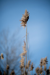 Tall reed