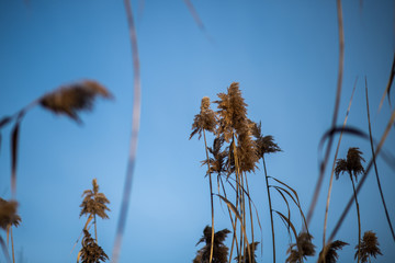 Tall reed