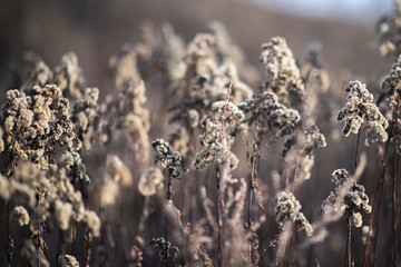 Fluffy grass semi-frozen