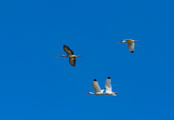 Grey and white ibises in flight at Outer Banks, NC.