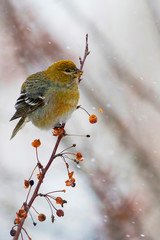 Vertical of Female Pine Grosbeak, Pinicola enucleator, in a blizzard