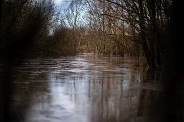 Semi-frozen water with trees